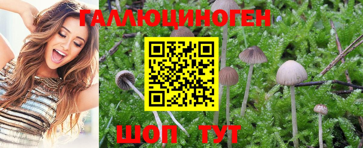 Свободный  Галлюциногенные грибы Psilocybe  Вход с VPN 